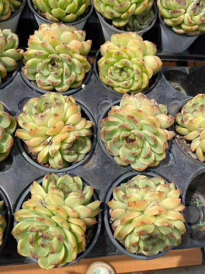 Echeveria Unnamed Hybrid No.59 Twin-head (编号 59双头) succulent — wholesale bare-root export from Yunnan, China (5 of 5)
