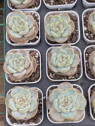 Echeveria Unnamed Hybrid No. 6021 (编号 6021) succulent — wholesale bare-root export from Yunnan, China (5 of 5)