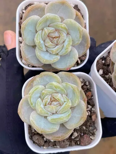 Echeveria Unnamed Hybrid No. 6021 (编号 6021) succulent — wholesale bare-root export from Yunnan, China (2 of 5)