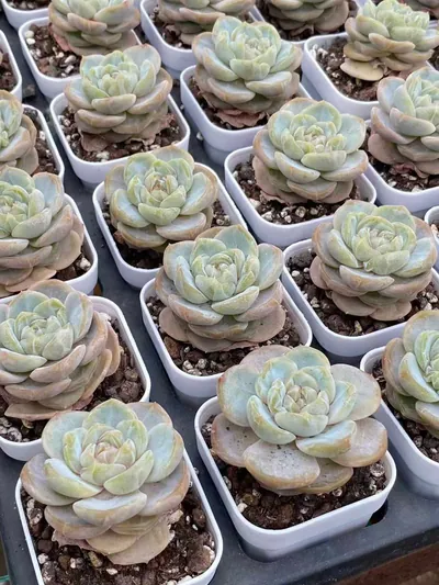 Echeveria Unnamed Hybrid No. 6021 (编号 6021) succulent — wholesale bare-root export from Yunnan, China (4 of 5)