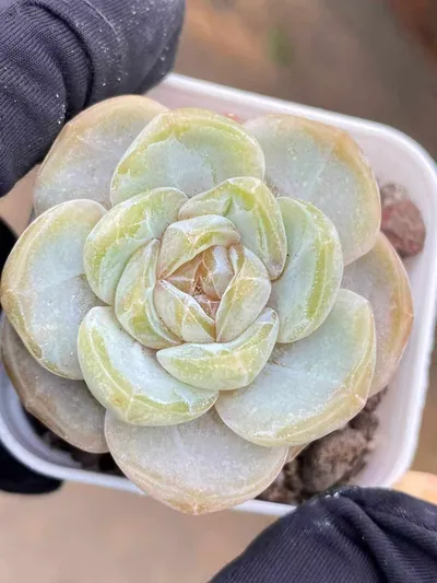 Echeveria Unnamed Hybrid No. 6021 succulent — wholesale export from Yunnan, China