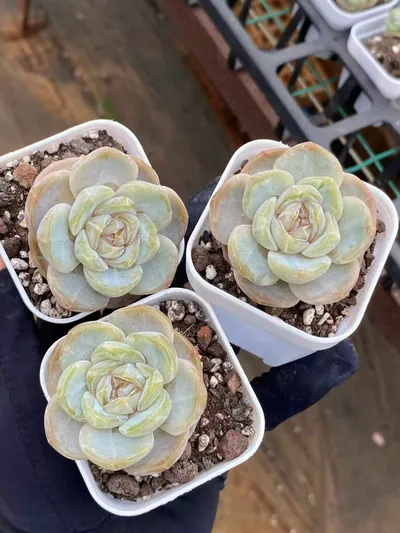 Echeveria Unnamed Hybrid No. 6021 (编号 6021) succulent — wholesale bare-root export from Yunnan, China (3 of 5)
