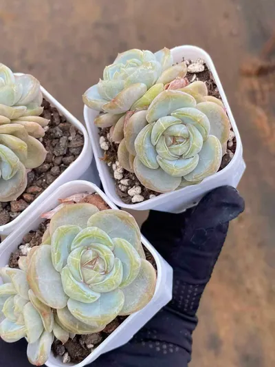 Echeveria Unnamed Hybrid No.6021 Twin-head (编号 6021双头) succulent — wholesale bare-root export from Yunnan, China (3 of 5)