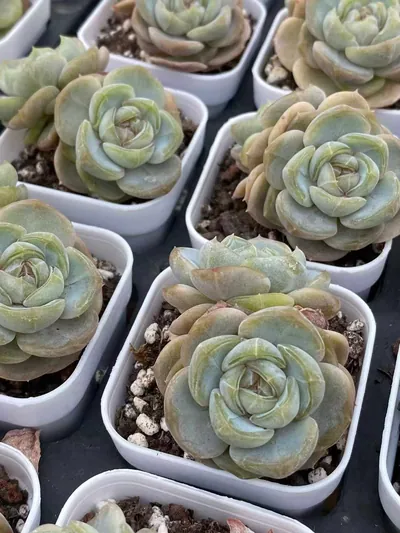 Echeveria Unnamed Hybrid No.6021 Twin-head (编号 6021双头) succulent — wholesale bare-root export from Yunnan, China (5 of 5)