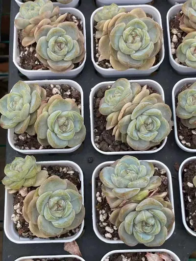 Echeveria Unnamed Hybrid No.6021 Twin-head (编号 6021双头) succulent — wholesale bare-root export from Yunnan, China (4 of 5)