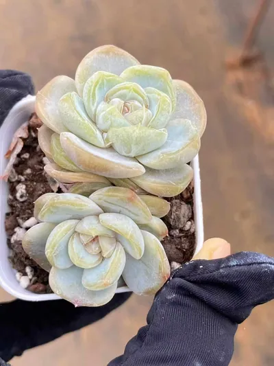 Echeveria Unnamed Hybrid No.6021 Twin-head succulent — wholesale export from Yunnan, China