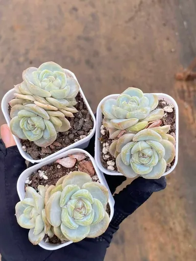 Echeveria Unnamed Hybrid No.6021 Twin-head (编号 6021双头) succulent — wholesale bare-root export from Yunnan, China (2 of 5)