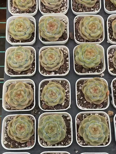 Echeveria Unnamed Hybrid No. K040 (编号 K040) succulent — wholesale bare-root export from Yunnan, China (5 of 6)