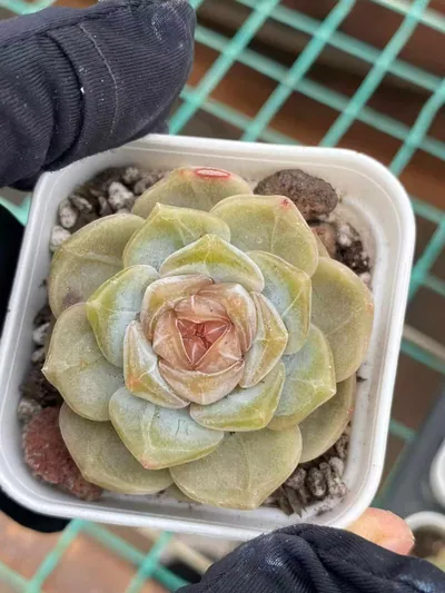 Echeveria Unnamed Hybrid No. K040 (编号 K040) succulent — wholesale bare-root export from Yunnan, China (3 of 6)