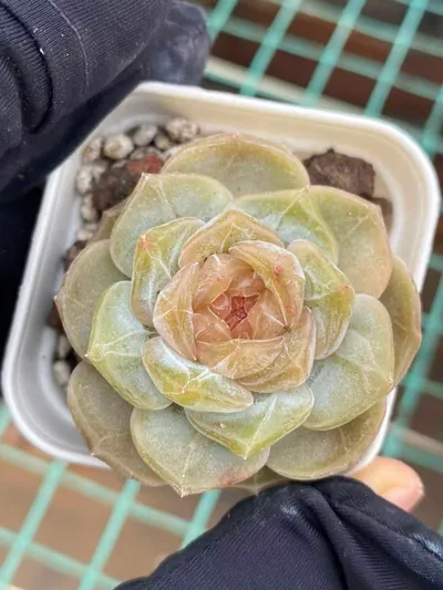 Echeveria Unnamed Hybrid No. K040 (编号 K040) succulent — wholesale bare-root export from Yunnan, China (6 of 6)
