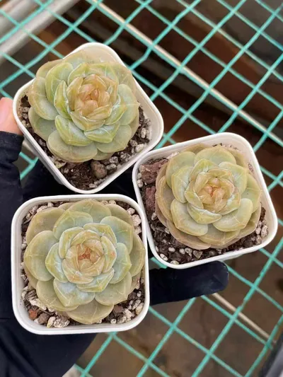 Echeveria Unnamed Hybrid No. K040 (编号 K040) succulent — wholesale bare-root export from Yunnan, China (2 of 6)