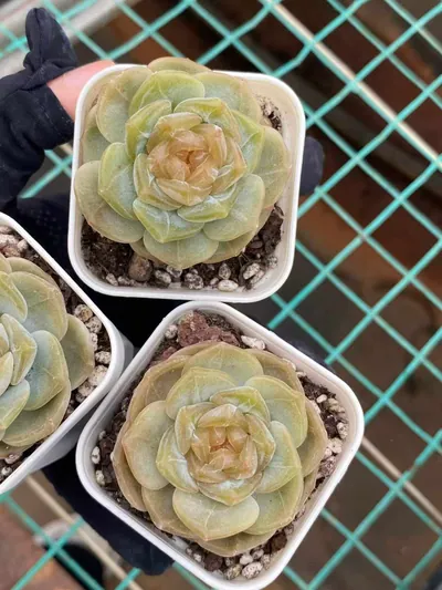 Echeveria Unnamed Hybrid No. K040 (编号 K040) succulent — wholesale bare-root export from Yunnan, China (4 of 6)