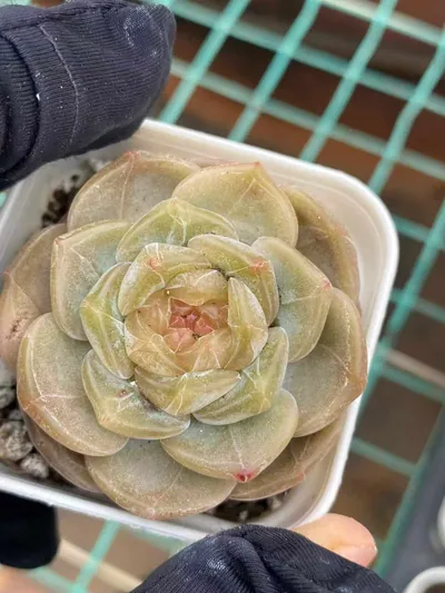 Echeveria Unnamed Hybrid No. K040 succulent — wholesale export from Yunnan, China