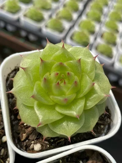 Echeveria Unnamed Hybrid No. M-10 (编号 m-10) succulent — wholesale bare-root export from Yunnan, China (2 of 5)