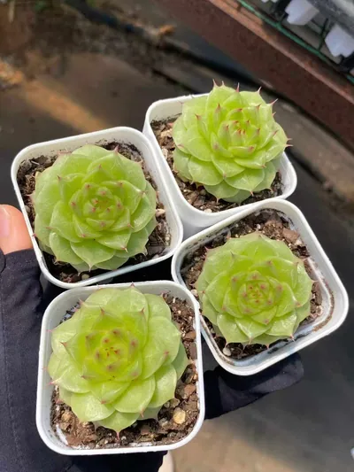 Echeveria Unnamed Hybrid No. M-10 (编号 m-10) succulent — wholesale bare-root export from Yunnan, China (4 of 5)
