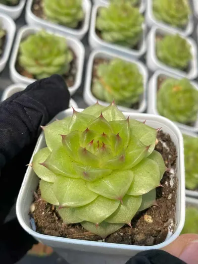 Echeveria Unnamed Hybrid No. M-10 (编号 m-10) succulent — wholesale bare-root export from Yunnan, China (5 of 5)