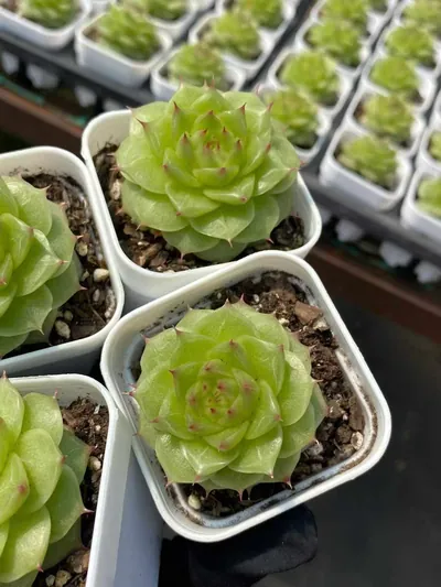 Echeveria Unnamed Hybrid No. M-10 (编号 m-10) succulent — wholesale bare-root export from Yunnan, China (3 of 5)