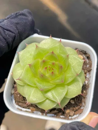 Echeveria Unnamed Hybrid No. M-10 succulent — wholesale export from Yunnan, China