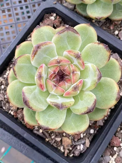 Echeveria Unnamed Hybrid No. R56 (编号 R56) succulent — wholesale bare-root export from Yunnan, China (2 of 5)