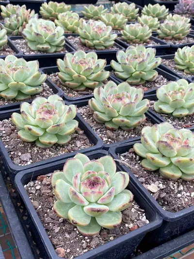 Echeveria Unnamed Hybrid No. R56 (编号 R56) succulent — wholesale bare-root export from Yunnan, China (4 of 5)