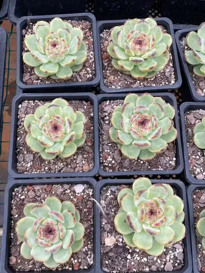 Echeveria Unnamed Hybrid No. R56 (编号 R56) succulent — wholesale bare-root export from Yunnan, China (3 of 5)