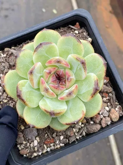 Echeveria Unnamed Hybrid No. R56 succulent — wholesale export from Yunnan, China
