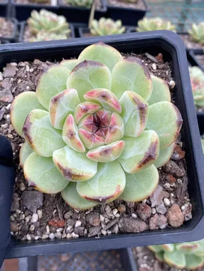 Echeveria Unnamed Hybrid No. R56 (编号 R56) succulent — wholesale bare-root export from Yunnan, China (5 of 5)