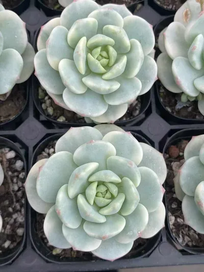 Echeveria Vanilla Variegated (香草锦) succulent — wholesale bare-root export from Yunnan, China (3 of 4)