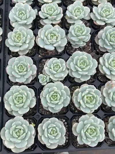 Echeveria Vanilla Variegated succulent — wholesale export from Yunnan, China