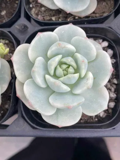 Echeveria Vanilla Variegated (香草锦) succulent — wholesale bare-root export from Yunnan, China (2 of 4)