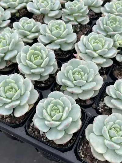 Echeveria Vanilla Variegated (香草锦) succulent — wholesale bare-root export from Yunnan, China (4 of 4)