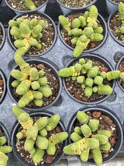 Crassula Velvet Tower succulent — wholesale export from Yunnan, China