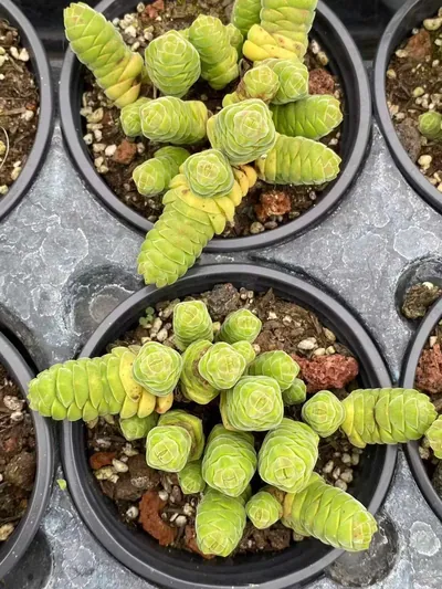 Crassula Velvet Tower (绒塔) succulent — wholesale bare-root export from Yunnan, China (4 of 4)