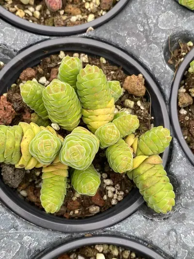 Crassula Velvet Tower (绒塔) succulent — wholesale bare-root export from Yunnan, China (3 of 4)