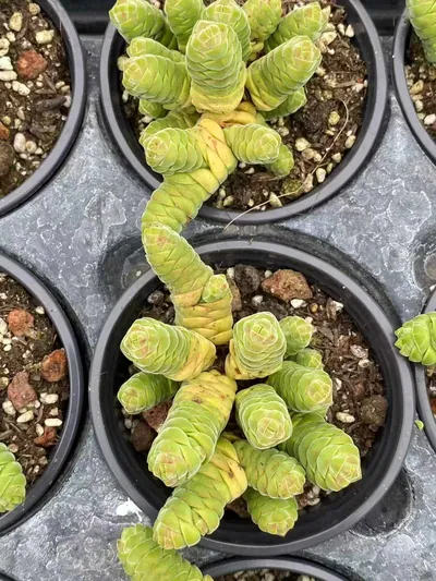 Crassula Velvet Tower (绒塔) succulent — wholesale bare-root export from Yunnan, China (2 of 4)