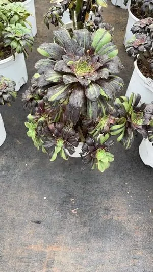 Aeonium Aeonium 'Voodoo' Streaked Variegated succulent — wholesale export from Yunnan, China