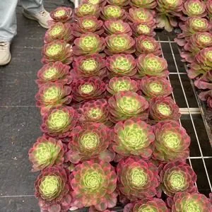 Aeonium Aeonium 'Moon in Water' Plug Tray succulent — wholesale export from Yunnan, China