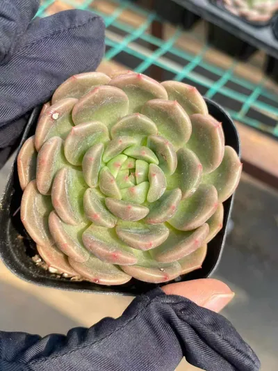 Echeveria Waxwing (太平鸟) succulent — wholesale bare-root export from Yunnan, China (3 of 4)