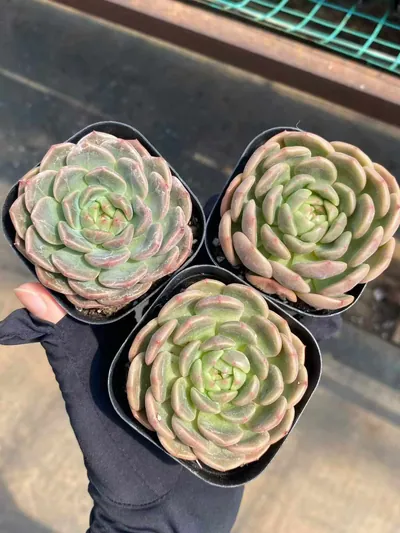 Echeveria Waxwing (太平鸟) succulent — wholesale bare-root export from Yunnan, China (4 of 4)
