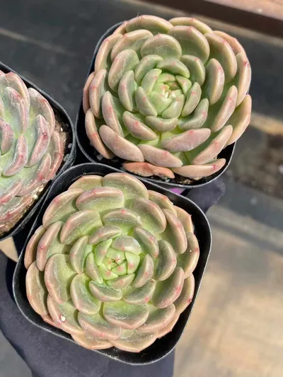 Echeveria Waxwing (太平鸟) succulent — wholesale bare-root export from Yunnan, China (2 of 4)