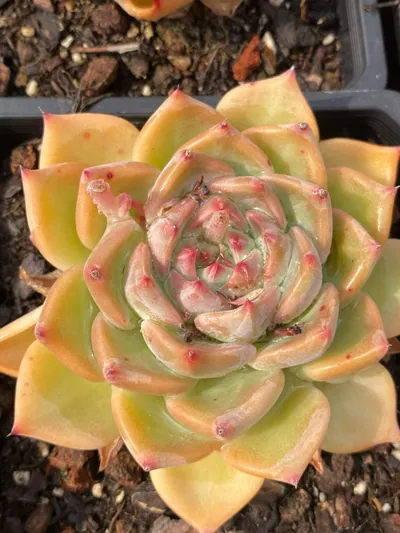 Echeveria Wedding Ring (婚戒) succulent — wholesale bare-root export from Yunnan, China (5 of 5)