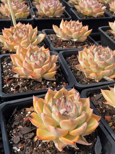 Echeveria Wedding Ring (婚戒) succulent — wholesale bare-root export from Yunnan, China (4 of 5)