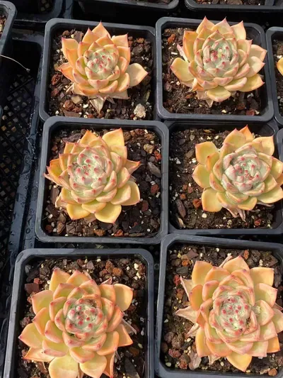 Echeveria Wedding Ring (婚戒) succulent — wholesale bare-root export from Yunnan, China (2 of 5)