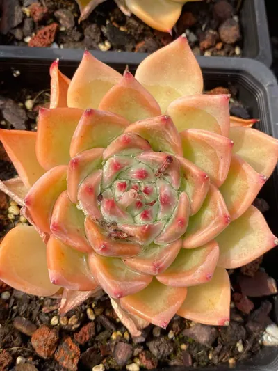 Echeveria Wedding Ring succulent — wholesale export from Yunnan, China