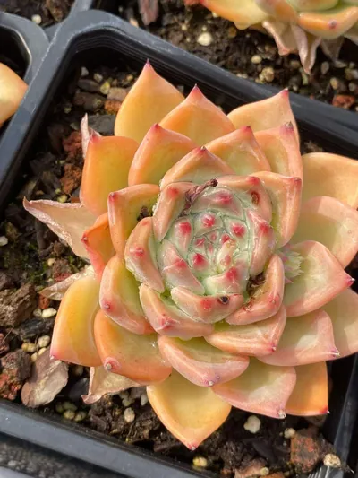 Echeveria Wedding Ring (婚戒) succulent — wholesale bare-root export from Yunnan, China (3 of 5)