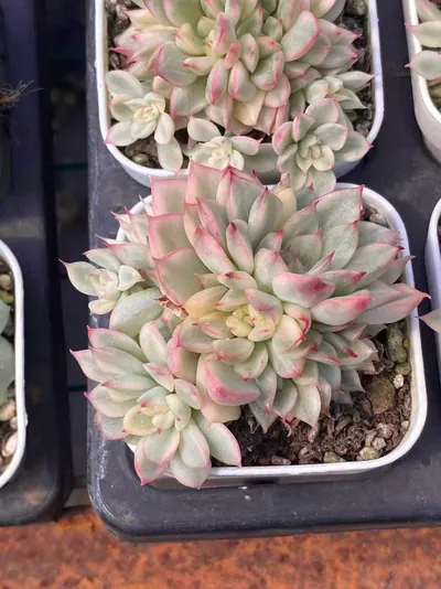 Echeveria Weiwei Variegated succulent — wholesale export from Yunnan, China