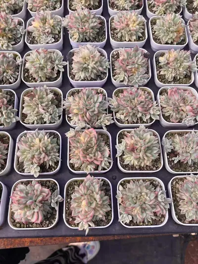 Echeveria Weiwei Variegated (女维锦) succulent — wholesale bare-root export from Yunnan, China (3 of 4)