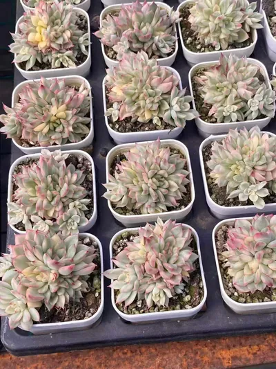 Echeveria Weiwei Variegated (女维锦) succulent — wholesale bare-root export from Yunnan, China (2 of 4)
