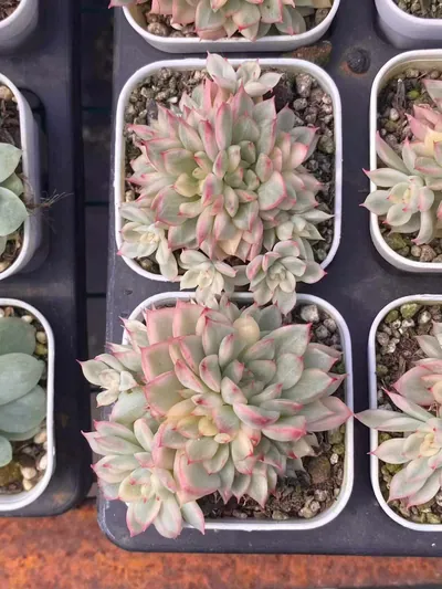 Echeveria Weiwei Variegated (女维锦) succulent — wholesale bare-root export from Yunnan, China (4 of 4)