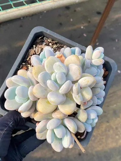 xPachyveria Wenyu Beauty Large Cluster (文瑜美人大群) succulent — wholesale bare-root export from Yunnan, China (2 of 6)